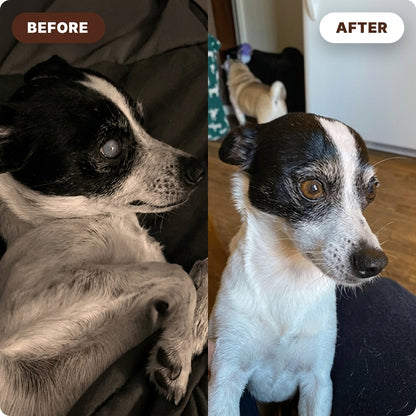 Start Bringing Back The Dog You Remember, Today