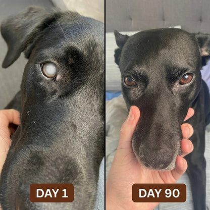 Start Bringing Back The Dog You Remember, Today