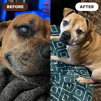 Start Bringing Back The Dog You Remember, Today