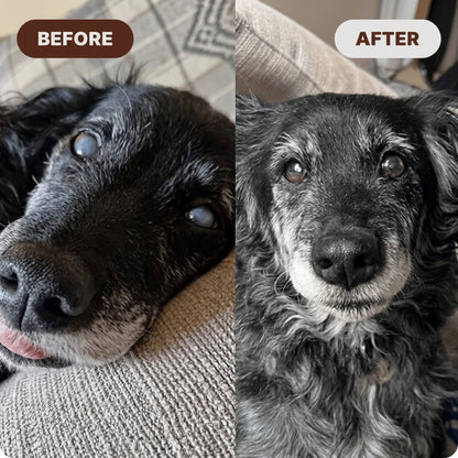 Start Bringing Back The Dog You Remember, Today